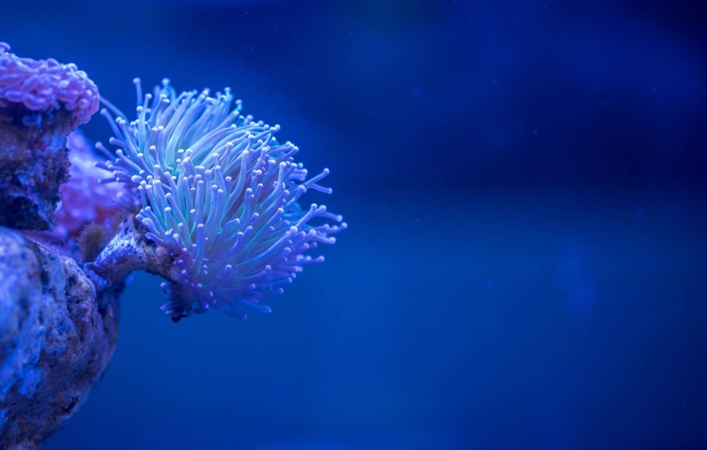 Aquarienliebe Aquaristik Dieterle Teich und Gartenbau