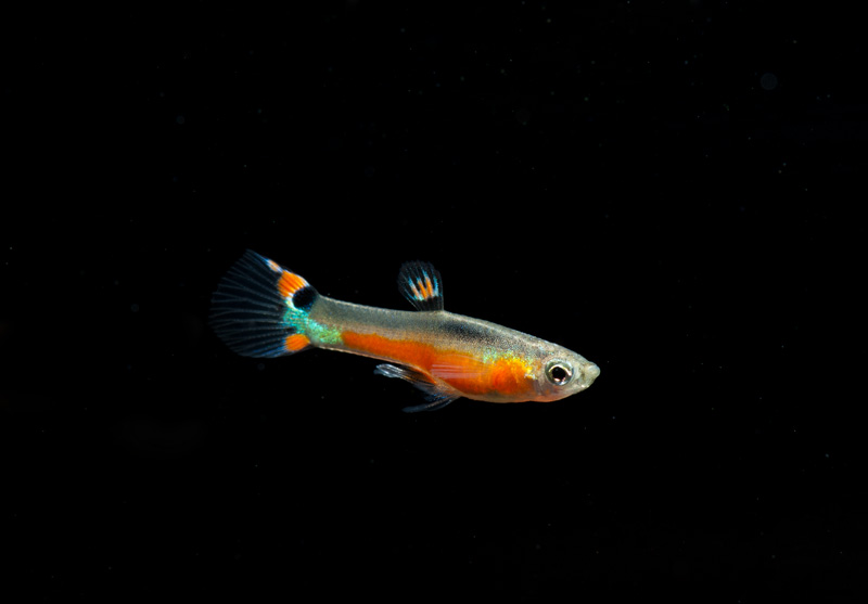 Endlers Guppy St Maria Bleeding Heart