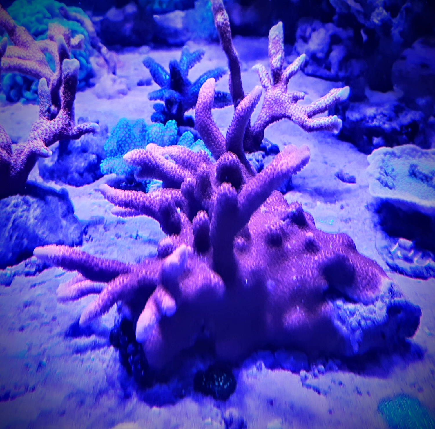 Homepage Aquarienliebe Aquaristik